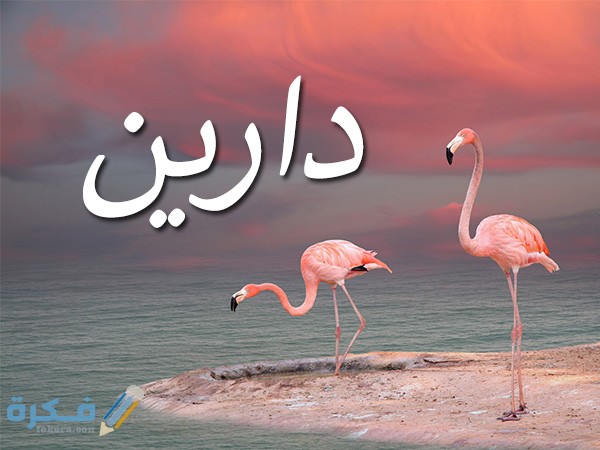اسم دارين