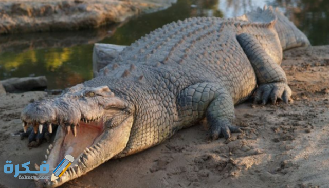تفسير رؤية التمساح