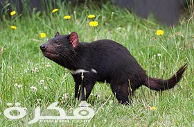 280px Sarcophilus harrisii taranna