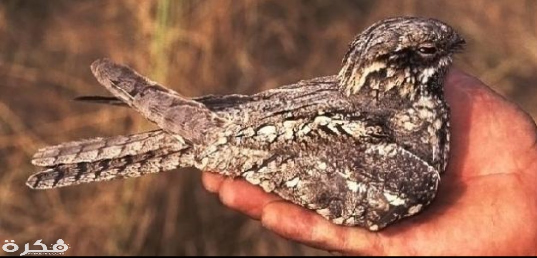 inbound2239622217592693152