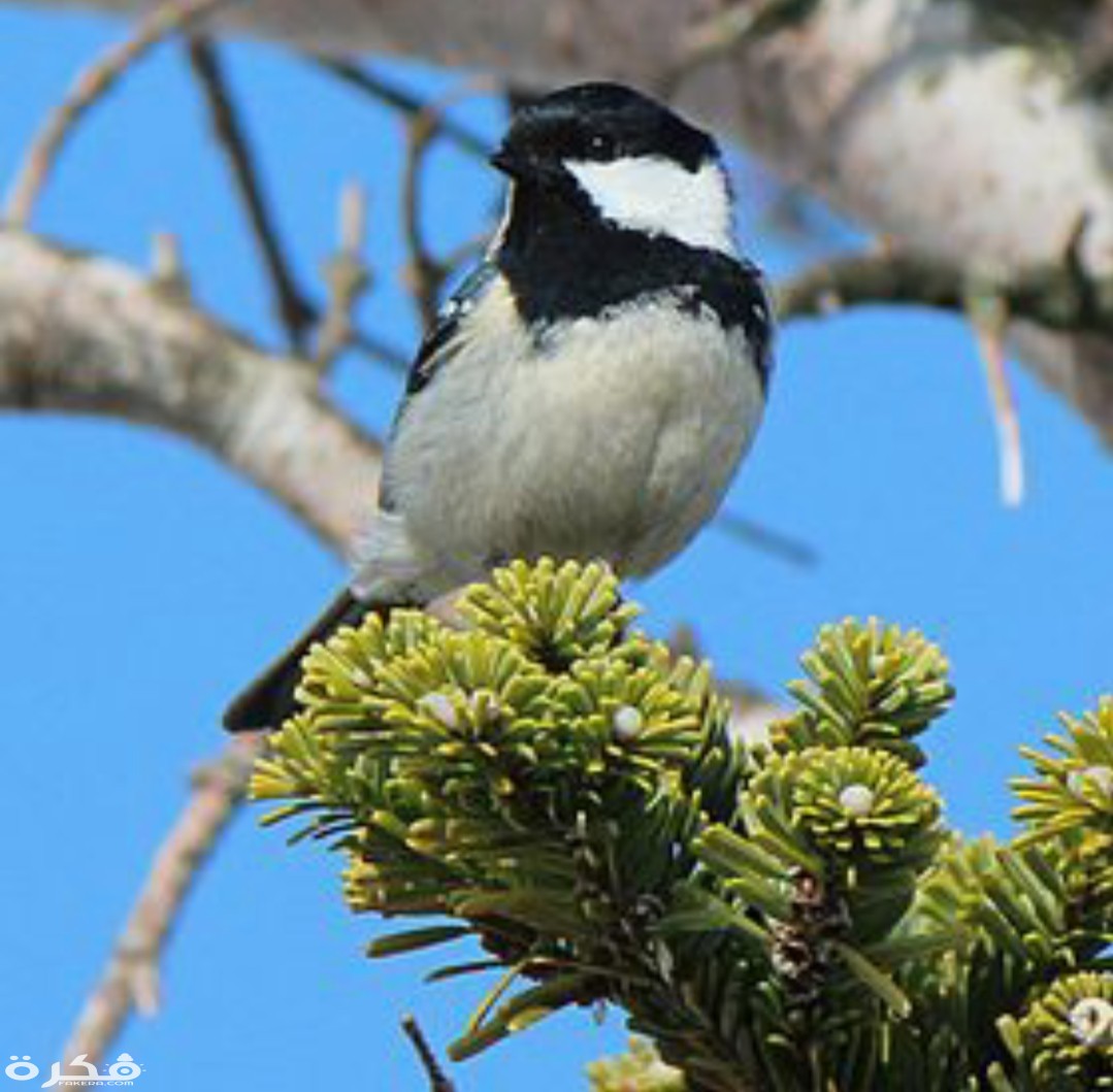 inbound2378588565819846627