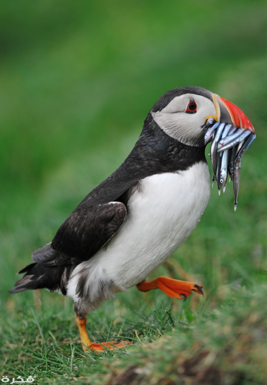 inbound278063033408944722