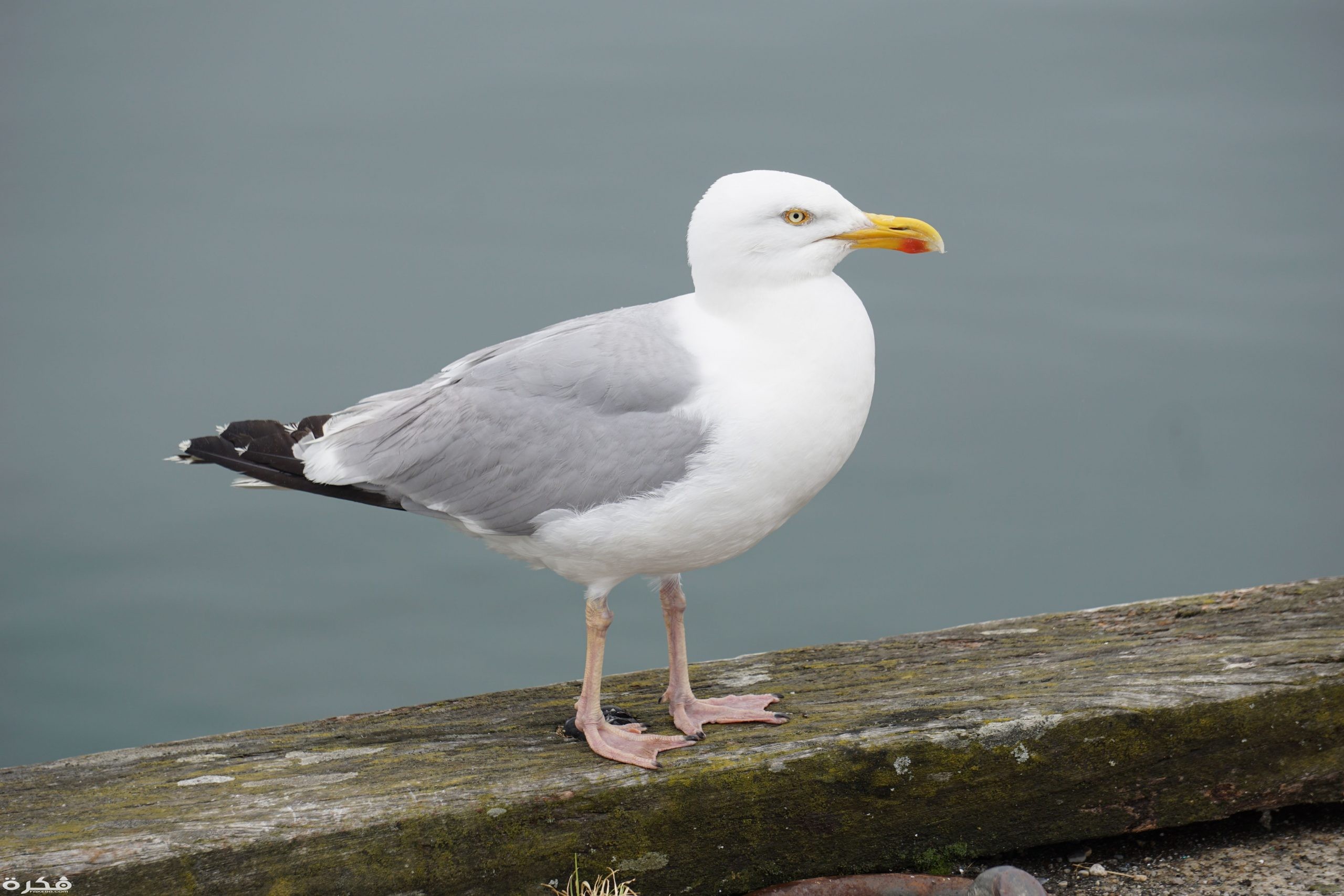 inbound7405094340864049782 scaled