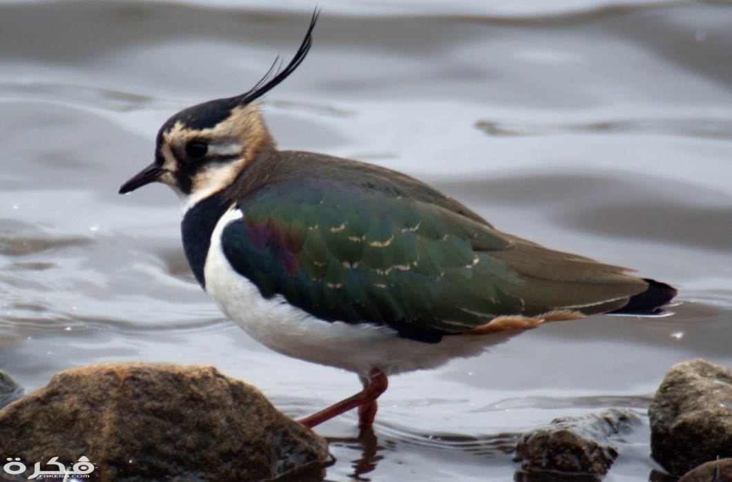 inbound81381058148935786