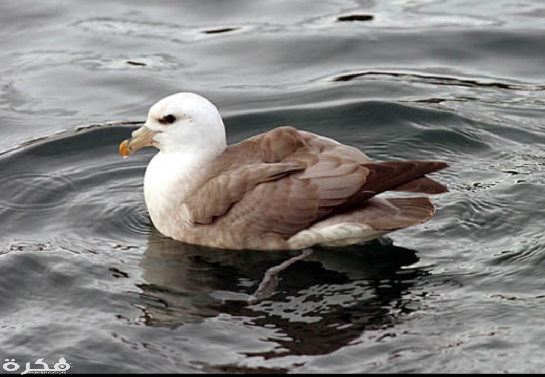 inbound8251484668916704319