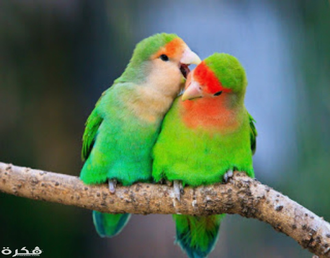 inbound8298936782592956781