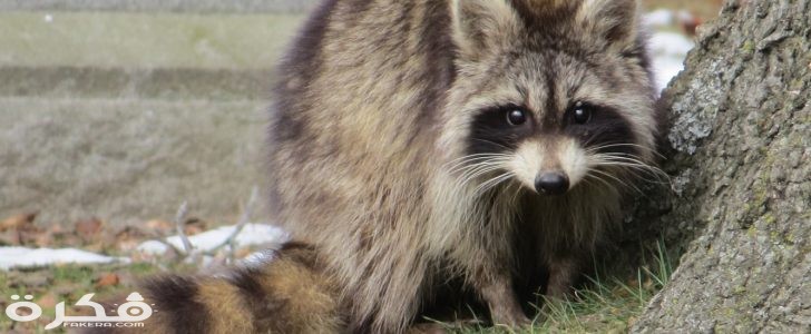 الدب الغسال 728x300 1