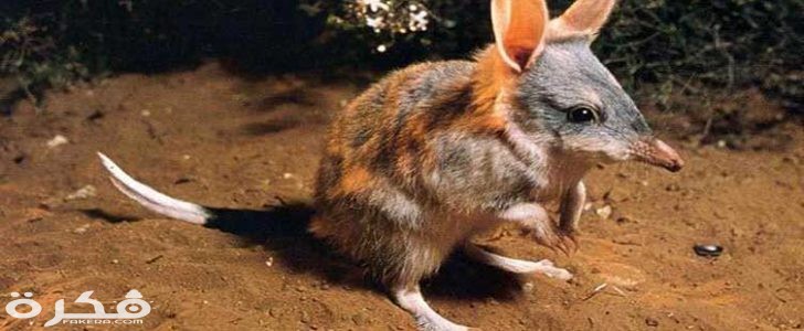 حيوان البندقوط 728x300 1