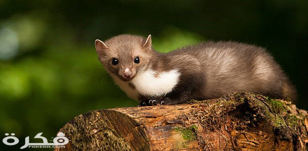 حيوان الدلق 612x300 1