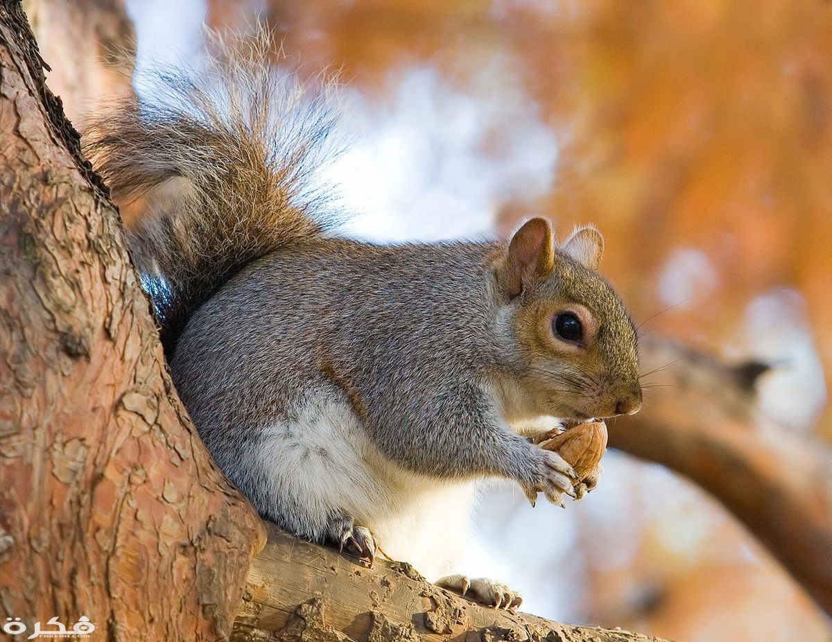 Eastern Grey Squirrel in St Jamess Park London Nov 2006 edit
