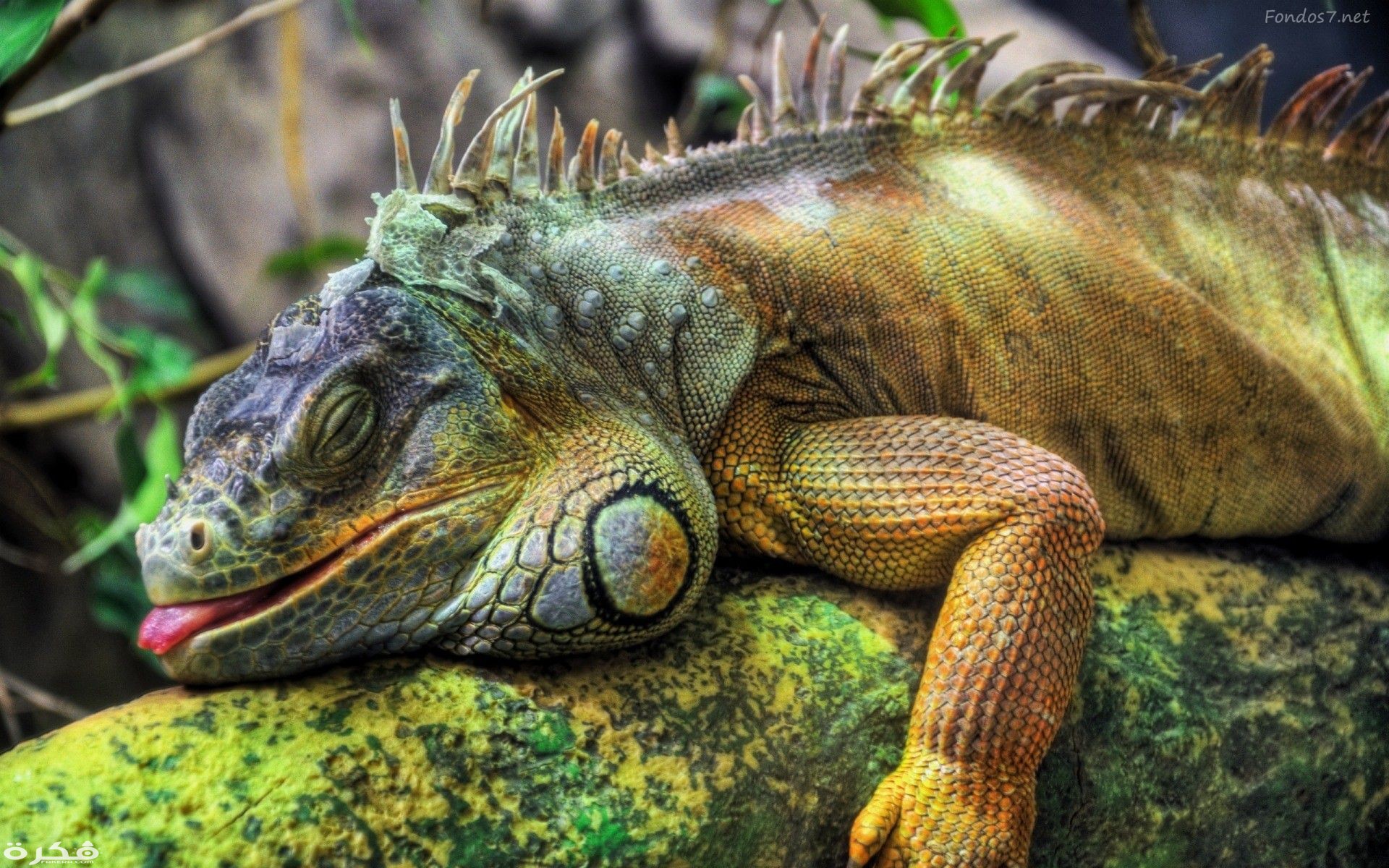 Iguanas are often found near the water. They are known as excellent swimmers.