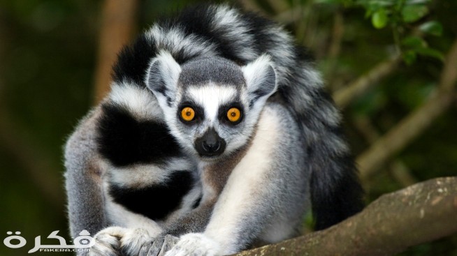 Lemur