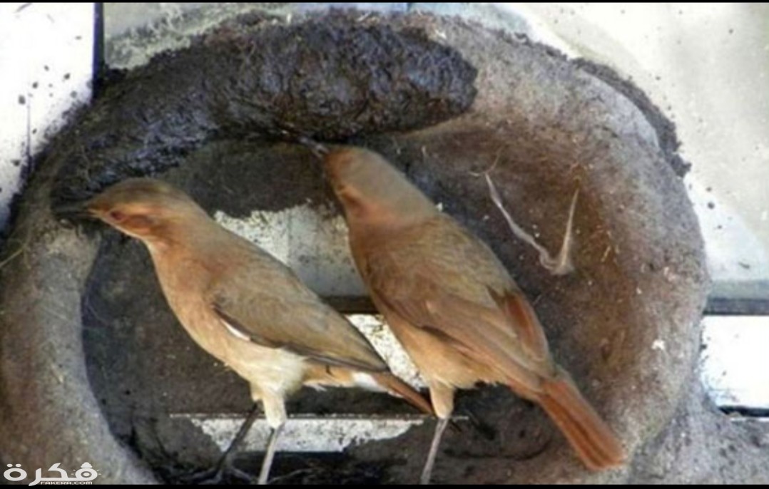 inbound2743038126018392575