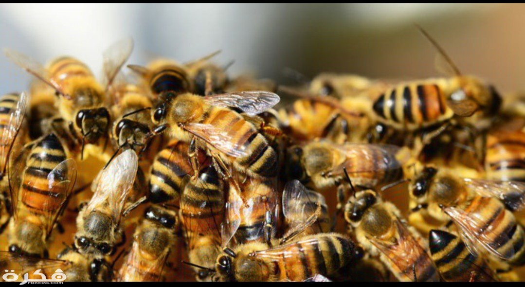 inbound3114334884455488921