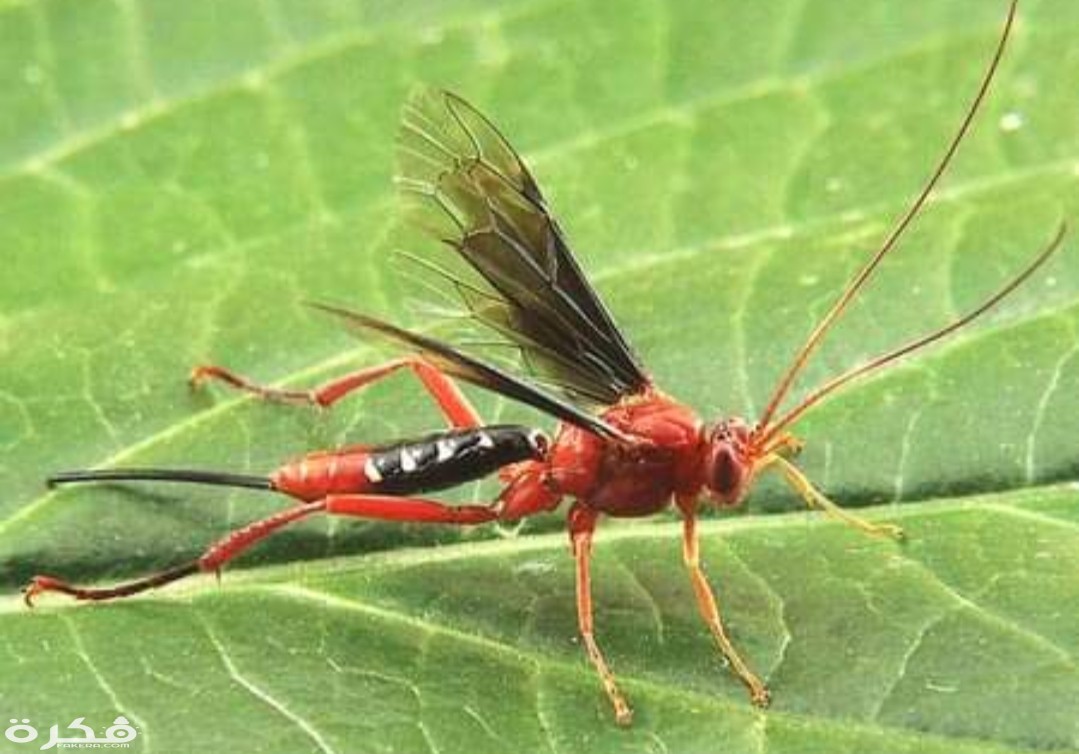 inbound5476304359113897428