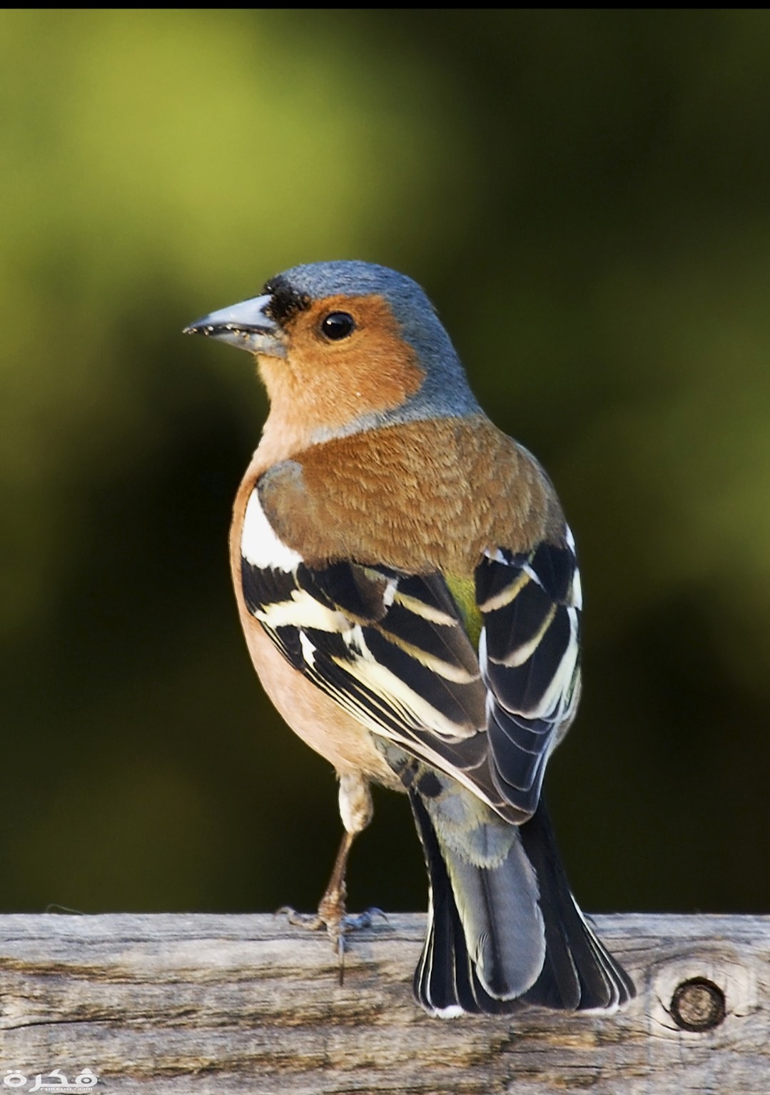 inbound5699729019975803901