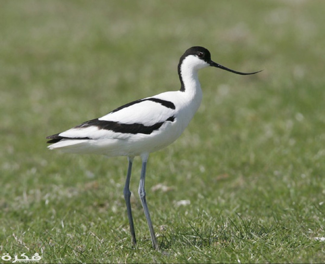 inbound6135590047078268935