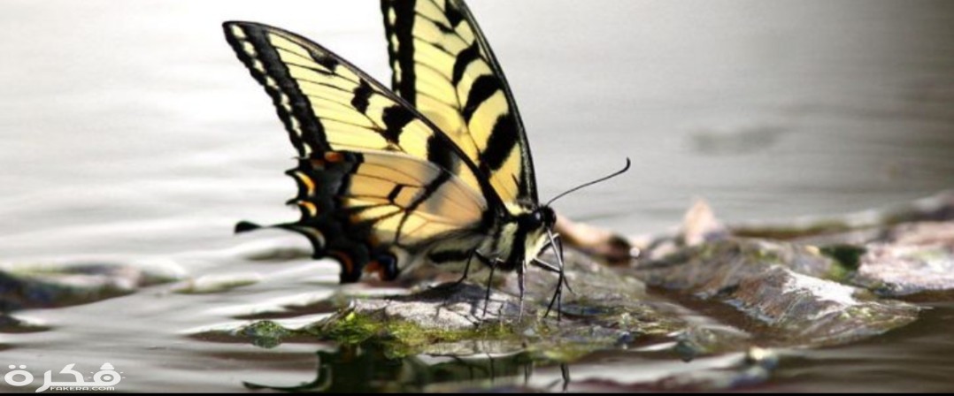 inbound7666180067570559074