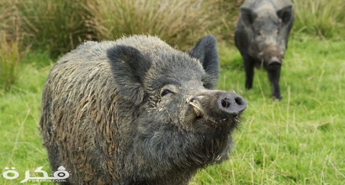 wild boars Fukushima 680x365 1