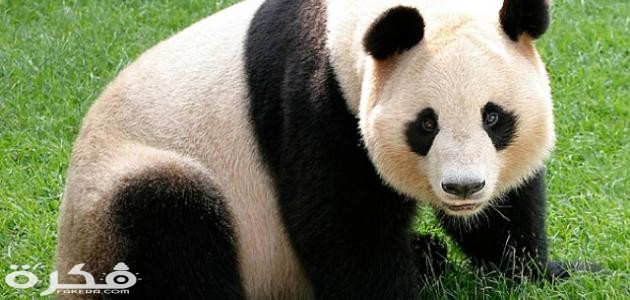 أين يعيش دب الباندا