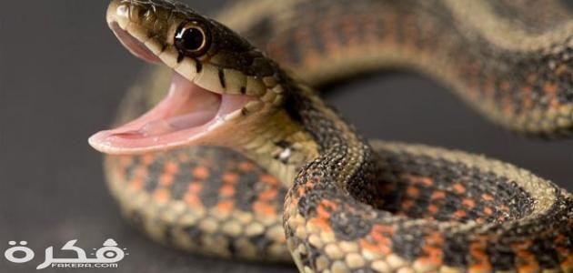 معلومات عن الثعابين