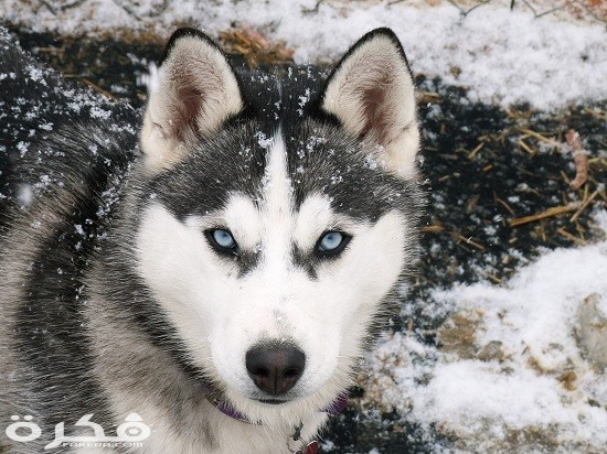 116907 كلاب هاسكى 3