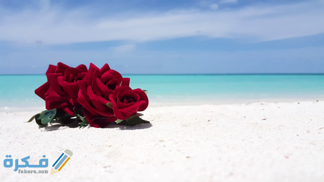 خلفيات ورد على البحر