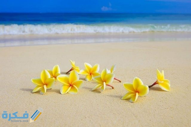 خلفيات ورد على البحر