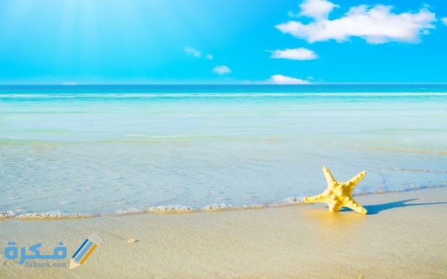 خلفيات ورد على البحر