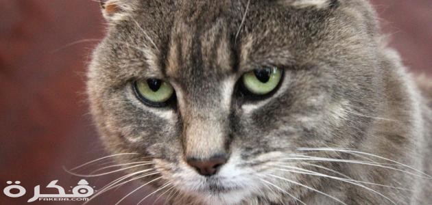 كيفية تدريب القطط