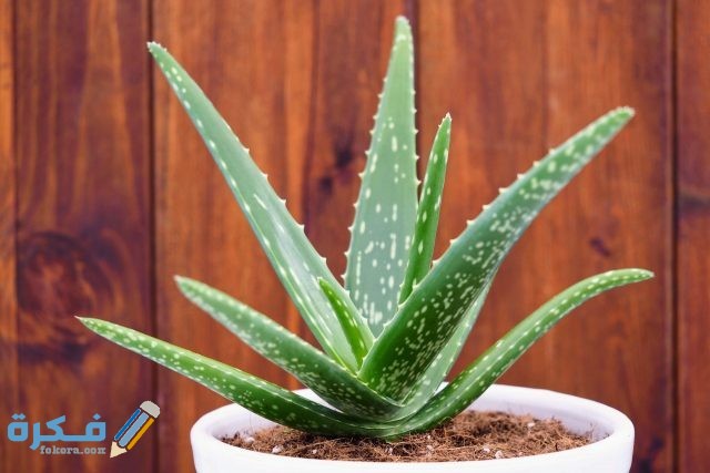 الألوفيرا أو هَلْام الصبار 