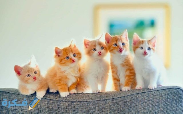 142226 تربية القطط 2 1
