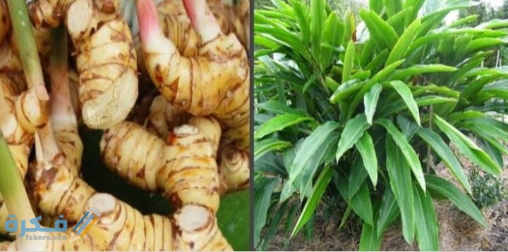 IMG ٢٠٢٠٠٩١٩ ٢٣٠٤٣٣