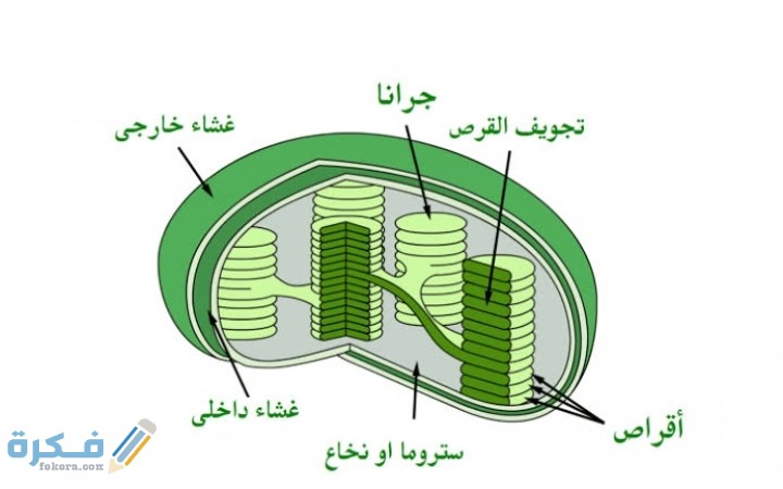 IMG ٢٠٢٠١٢٠٦ ٠٢٢٠٢٨