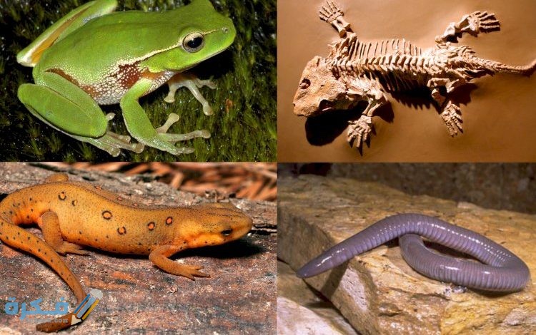 d8a3d98a d8a3d986d988d8a7d8b9 d8a7d984d8a8d8b1d985d8a7d8a6d98ad8a7d8aa d8a7d984d8aad8a7d984d98ad8a9 d984d987 d8bad8afd8a9 d8b3d8a7d985 5fcfc4ef18cf4 750x470 1