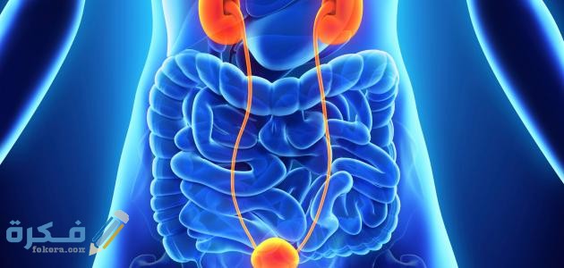 inbound7384962932934063317