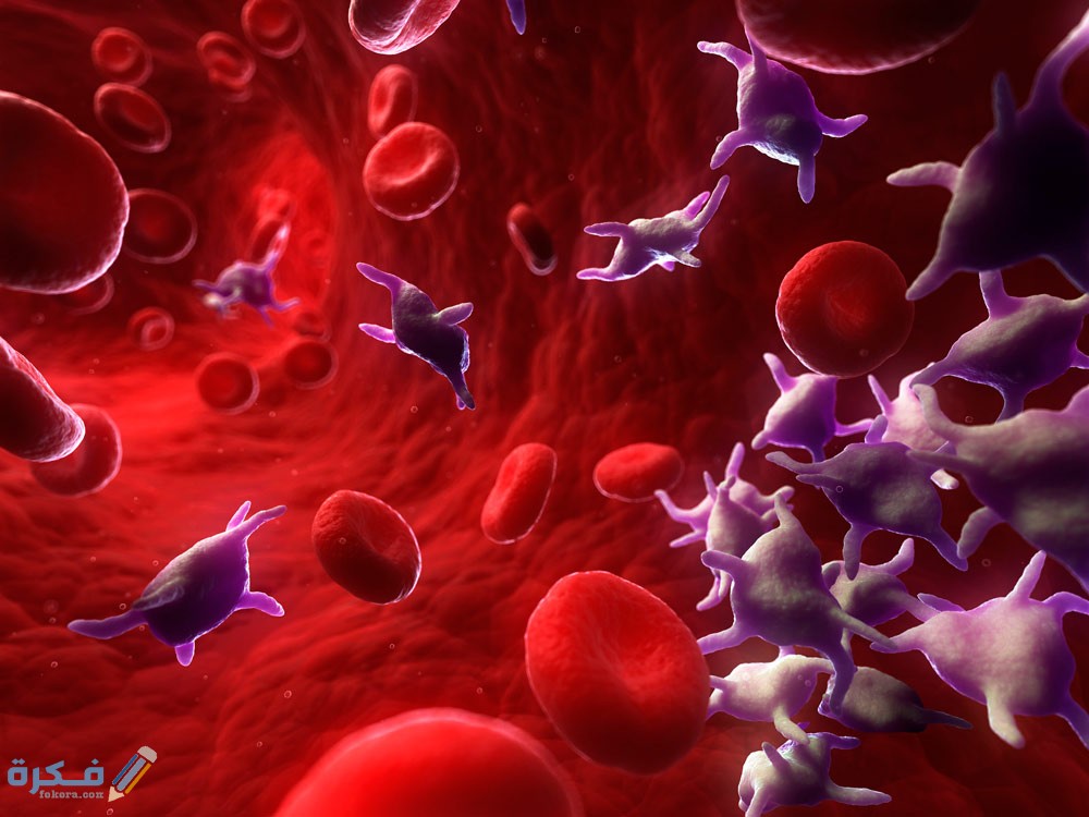 الصفائح الدموية Platelets