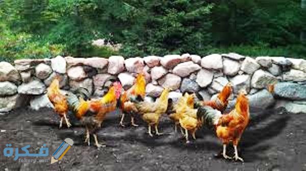 ذا سيحدث في البيئة في حال انقراض الدجاج