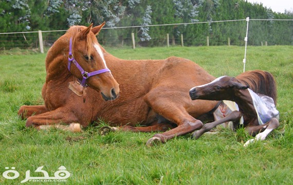 معلومات مهمة عن الخيل او الحصان 1 9