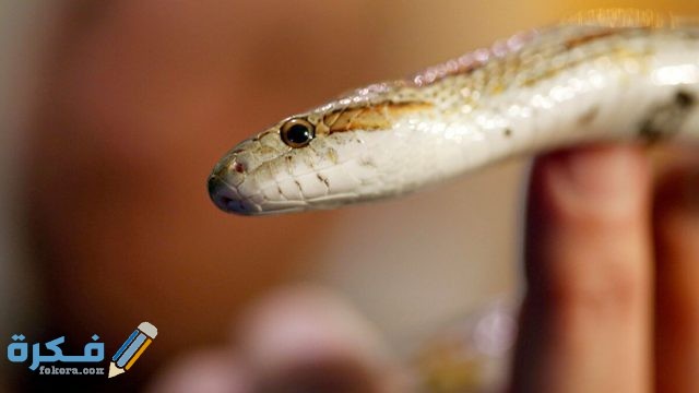 أنواع الافاعي الغير سامه في الدول العربية