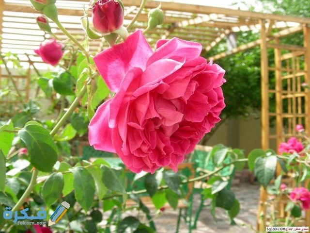 افضل انواع الورد البلدي للبلكونه