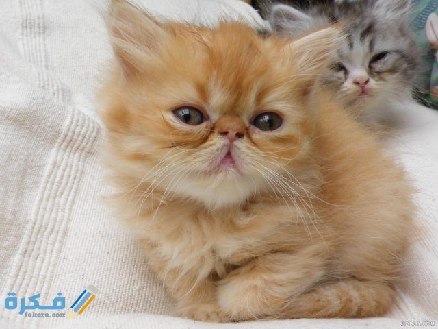  أسباب زعل القطط ؟