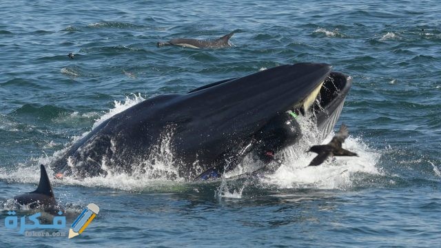 ما هي اخطر انواع الحيتان