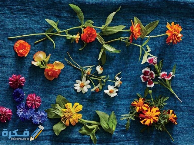 اسماء الزهور الصالحة للاكل اسماء الزهور الصالحة للاكل