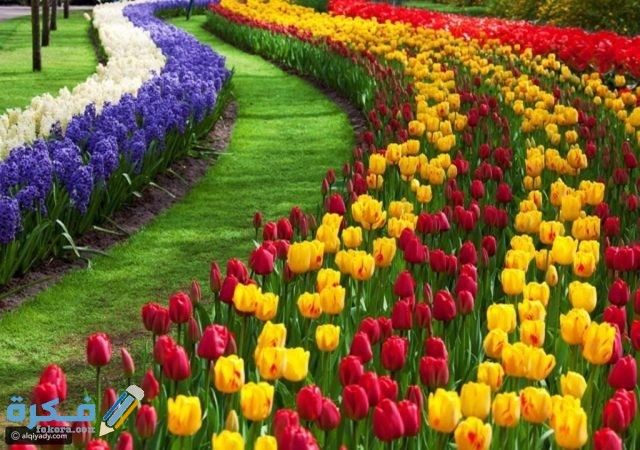 اسماء اندر انواع الورود