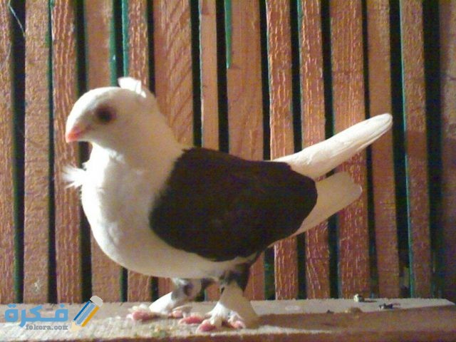 أنواع الحمام الكشك وأسعاره