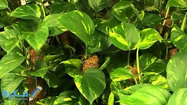 اسماء نباتات الزينة الداخلية وطرق العناية بها