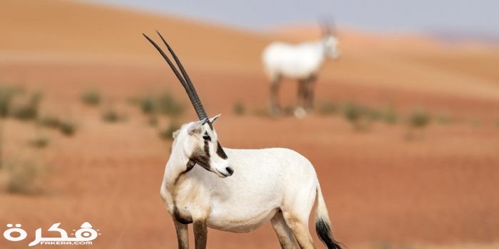 5 most important information about the life of the Arabian Oryx