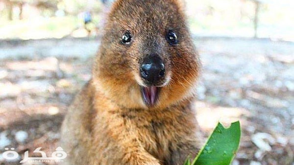 معلومات عن حيوان الكوكا