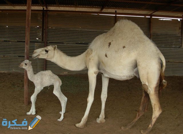 ابن الناقة ماذا يسمي